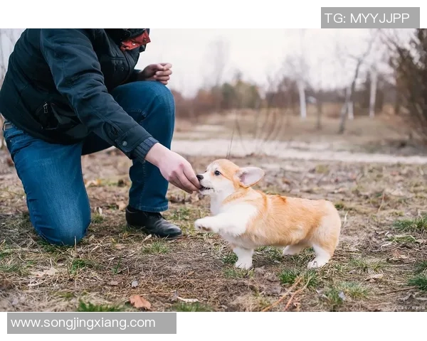 体育明星与他们的宠物们揭秘：那些可爱的小伙伴们的故事与生活